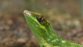 Anolis Lizard Reptile Face Closeup