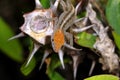 Anolis sagrei, brown anole