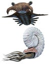 Anomalocaris and Ammonite set