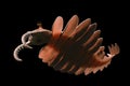 Anomalocaris, creature of the Cambrian explosion, isolated on black background Royalty Free Stock Photo