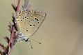 Anomalous blue butterfly