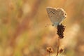 Anomalous blue butterfly