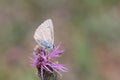 anomalous blue butterfly pollinating a pink flower