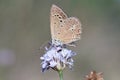 Anomalous blue underside Royalty Free Stock Photo