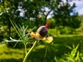 The fruit of the flower Anomalous Peony against a background of garden greenery.