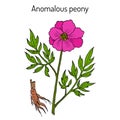 Anomalous peony Paeonia anomala , medicinal plant Royalty Free Stock Photo