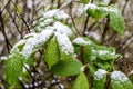 Anomalous spring in Belarus, snow on branch of blooming tree in May 2017. Royalty Free Stock Photo