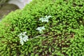 Anomodon moss grows on the stone in the forest Royalty Free Stock Photo