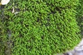 Anomodon moss grows on the stone in the forest Royalty Free Stock Photo