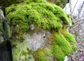 Anomodon moss grows on the stone in the forest Royalty Free Stock Photo