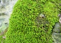 Anomodon moss grows on the stone in the forest Royalty Free Stock Photo