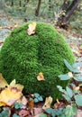 Anomodon moss grows on the stone in the forest Royalty Free Stock Photo