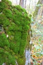 Anomodon moss grows on the stone in the forest Royalty Free Stock Photo