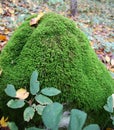 Anomodon moss grows on the stone in the forest Royalty Free Stock Photo