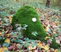 Anomodon moss grows on the stone in the forest Royalty Free Stock Photo