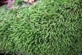 Anomodon moss grows on the stone in the forest Royalty Free Stock Photo
