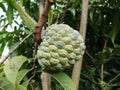 Anon fruit medicinal