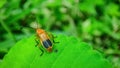 Anonymous bug roming on a leaf Royalty Free Stock Photo