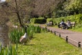 Anonymous families enjoying sunny day off watching wild geese in park