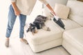 Anonymous woman cleaning floor with vacuum near cute lazy dog resting on couch