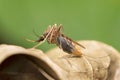 Anopheles gambiae mosquitoe , Satara, Maharashtra, India.