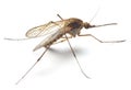 Anopheles mosquito Royalty Free Stock Photo