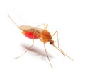 Anopheles mosquito.