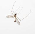 Anopheles mosquito, crane fly Royalty Free Stock Photo