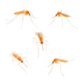 Anopheles mosquito. Royalty Free Stock Photo