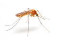 Anopheles mosquito. Royalty Free Stock Photo