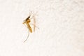 Anopheles mosquito Royalty Free Stock Photo