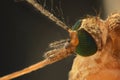 Anopheles mosquito, extreme close-up