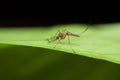 Anopheles mosquito on green leaf Royalty Free Stock Photo