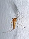 Anopheles mosquito