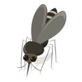 Anopheles Mosquito