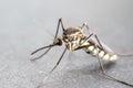 Anopheles sp. is a species of mosquito in the order Diptera, Anopheles sp. in the water.