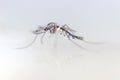 Anopheles sp. in the water for education. Royalty Free Stock Photo