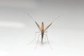 Anopheles spp. Mosquito (top view)