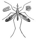 Anopheles, vintage illustration