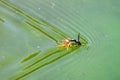 Anoplius depressipes - Spider Wasp dragging its prey to the nest