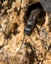 Anoplius nigerrimus spider-hunting wasp emerging from hole