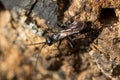 Anoplius nigerrimus spider-hunting wasp hunting