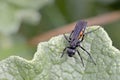 Anoplius viaticus, Crete