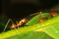 Anoplolepis gracilipes Crazy ants