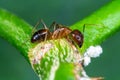 Anoplolepis gracilipes or  yellow crazy ant on branch . Royalty Free Stock Photo