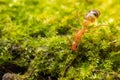 Anoplolepis gracilipes, yellow crazy ants, on mos plant,