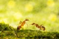 Anoplolepis gracilipes, yellow crazy ants, on mos plant,