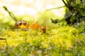 Anoplolepis gracilipes, yellow crazy ants, on mos plant,