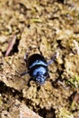 Anoplotrupes stercorosus - dor beetle Royalty Free Stock Photo