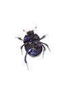 Anoplotrupes stercorosus shiny blue dung beetle underside with beneficial mites Royalty Free Stock Photo